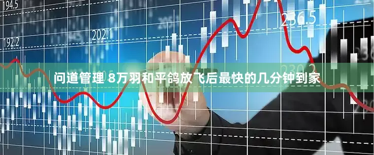 问道管理 8万羽和平鸽放飞后最快的几分钟到家